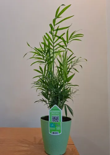 Palmeira chamaedorea