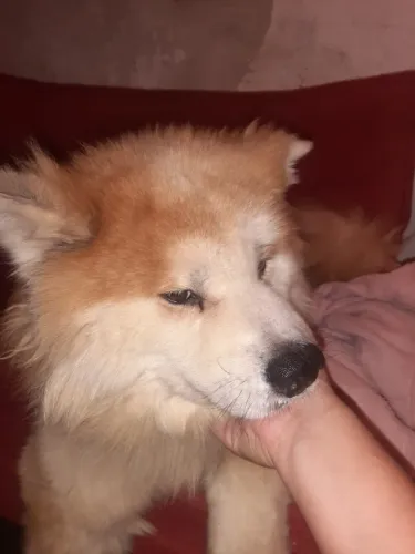 Doa se lindo akita