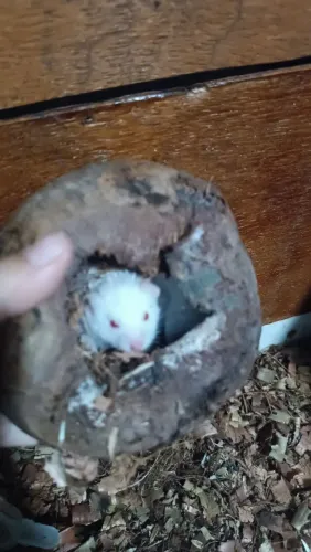 Hamsters