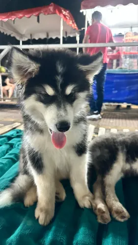 Lindo Husky Siberiano de pelagem Wooly