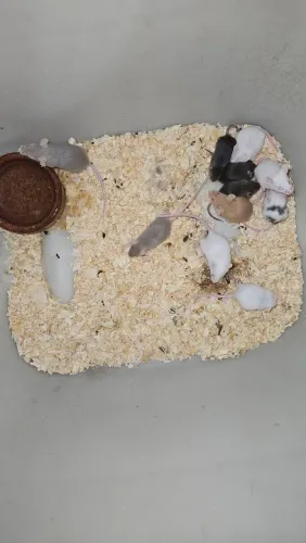 Filhotes de camundongos mini pra venda