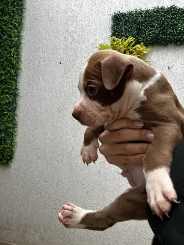 FILHOTE PIT MONSTER x RED NOSE PAI TEM PEDIGREE