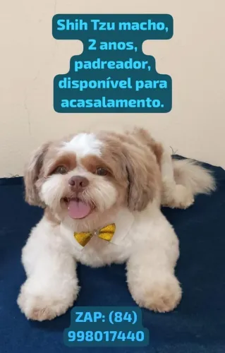 Shyh tzu macho padreador 