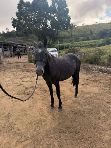 Potra muito dócil 