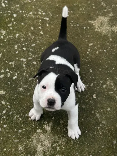 American bully