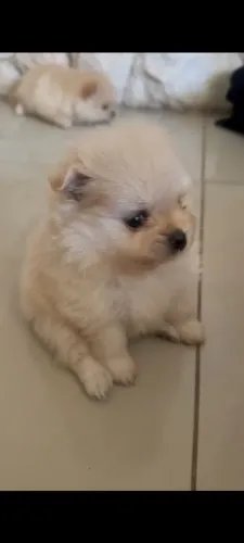 Spitz alemão porte pequeno