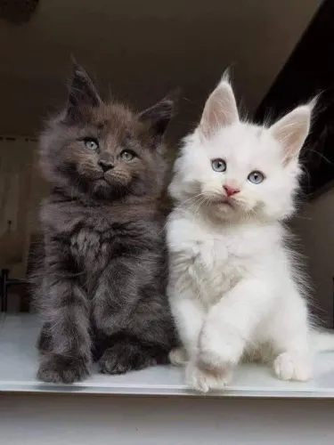 Maine Coon Companhia que acolhe sem invadir