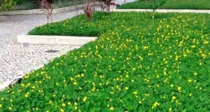 Vaga para Ajudante Jardineiro - Av. Paulista