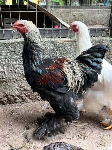 Galo Brahma