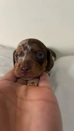 Cachorrinha Fêmea Chocomerle