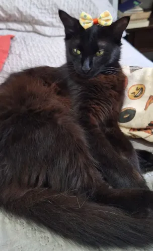 Gata (gatinha dócil)