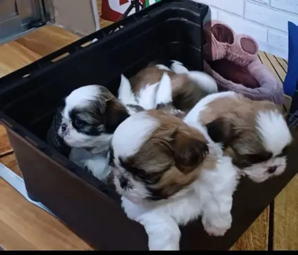 Promoção Fêmeas de Shih tzus 1300 macho 800