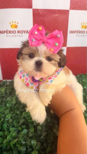 Shihtzu Fêmea Lindíssima com Pedigree e Vacinação Importada