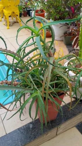 Desapego de planta