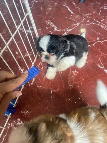 Linda shih tzu fêmea