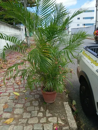 Palmeira areca