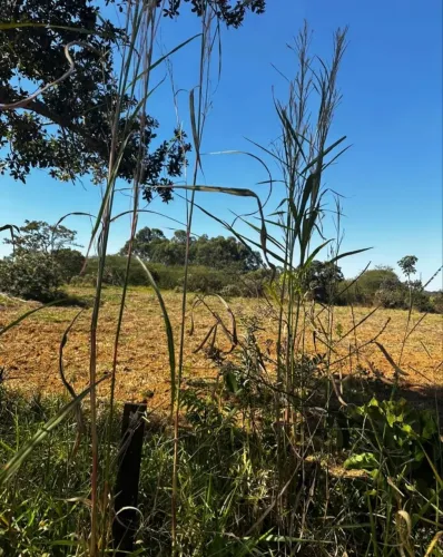 Vende-se área em Abadia de Goiás