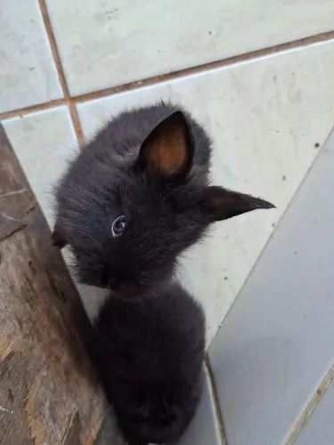 Coelhos de raça
