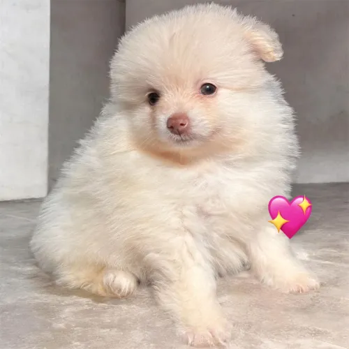 Filhotes Spitz alemão 