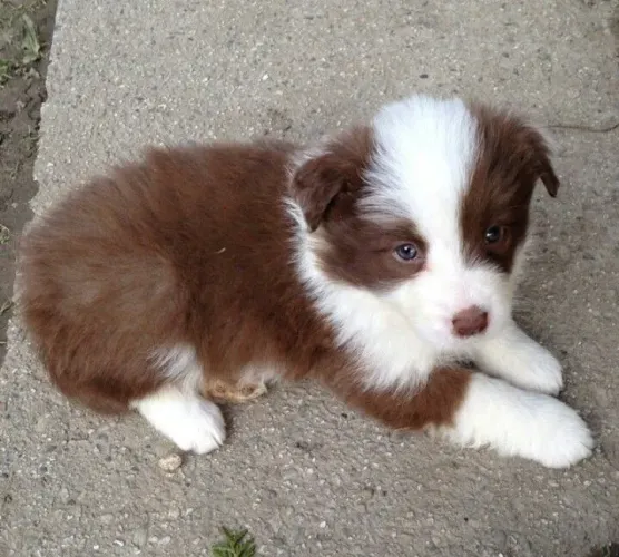 Border Collie filhote um presente inteligente para quem você ama