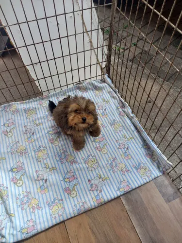 Vendo machinho de Yorkshire miniatura co 4 messes