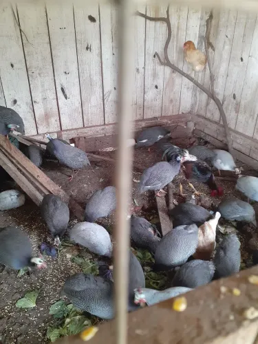 Galinhas de angola