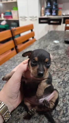 Vende-se filhote pinscher macho 