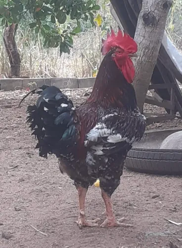 Ovos de GSB Puro Dúzia 