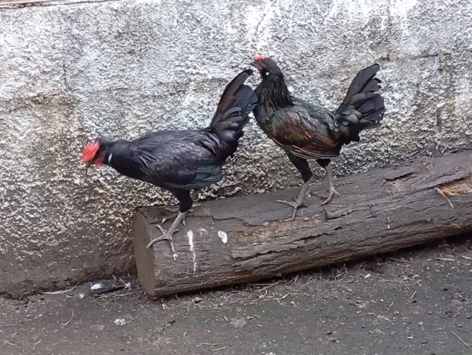 Garnisé Sebriths preto 