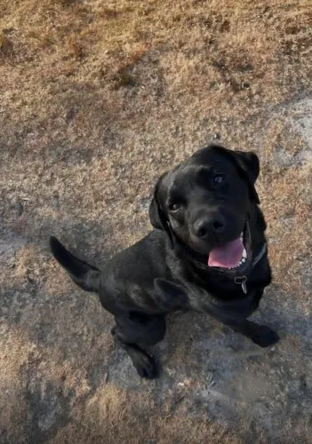 Doação de um labrador macho