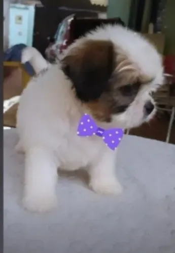 Filhotes de Shih tzu,  " Machos "
