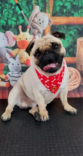 Doa-se Pug Macho - 5 anos 