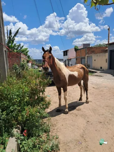 Cavalo a venda de picado largo 