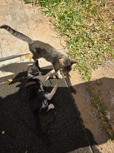 Doação de Filhotes de Gato
