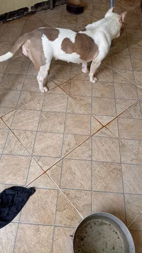 Procuro cachorro American Bully macho para cruzar com a minha cachorra.