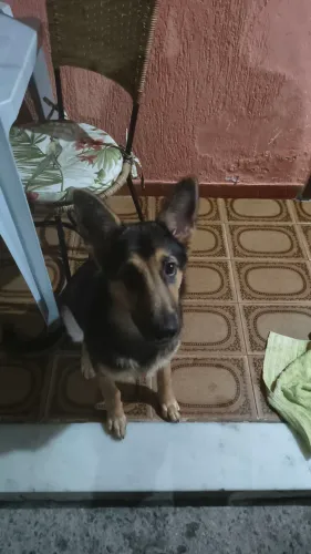 Filhote Pastor Alemão fêmea 