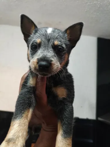 Lindos filhotes de Blue Heeler (Burriler / Boiadeiro Australiano) disponíveis!