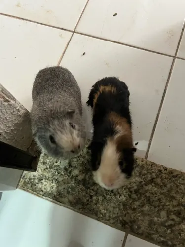 Porquinhos da Índia SUPER DÓCEIS
