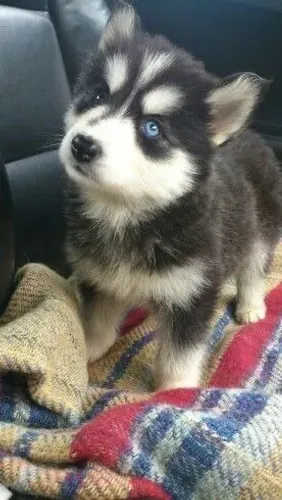 Husky siberiano lindo e encantador