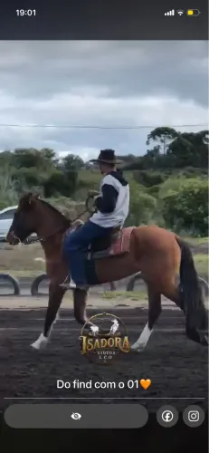Vendo potro crioulo