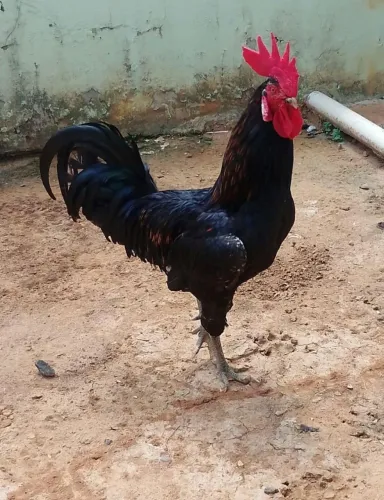 Galo Caipira