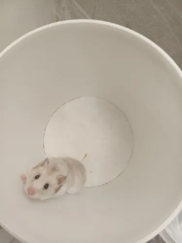 Doação hamster 