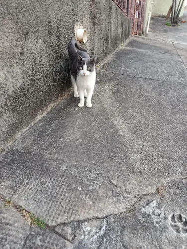 Doa-se gata foi abandonada