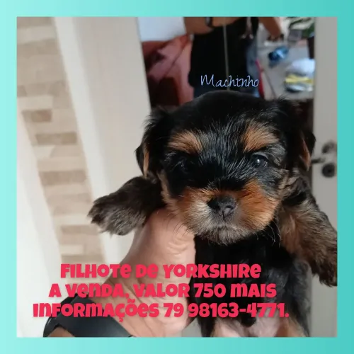 Filhotes de Yorkshire, valor 750 reais 
