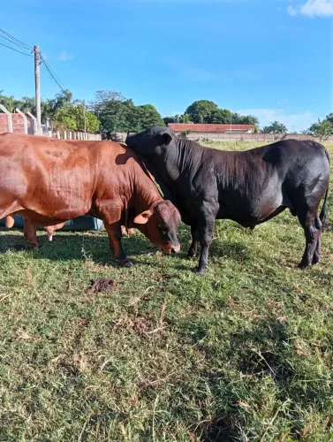 Vende-se 2 garrotes filho de boi senepol PO