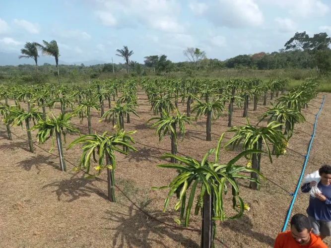 Mudas de Pitaya Vermelha, no ponto de plantar. Não perca tempo e adquira já suas mudas!!