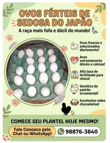 Ovos férteis de galinhas Sedosas do Japão