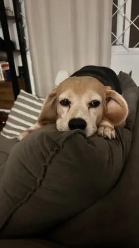 Bigorna, Beagle 6 anos