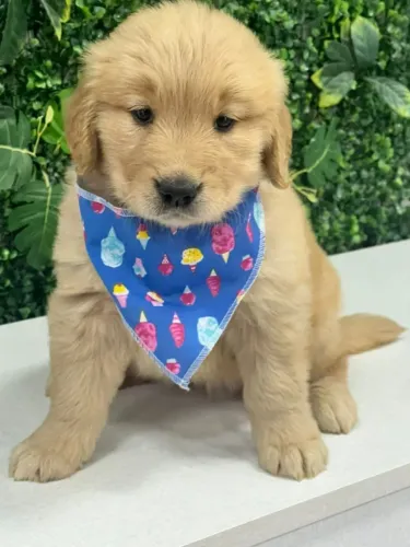 FILHOTE DE GOLDEN RETRIEVER GRANDÃO