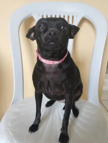 Pet pincher